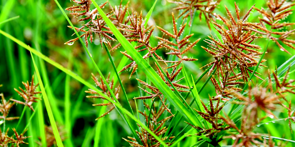 CYPERUS ROTUNDUS