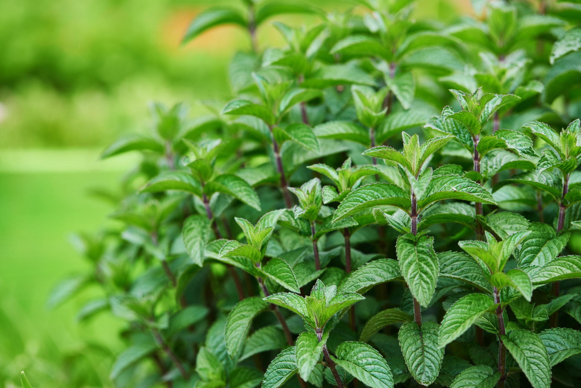 EXTRAIT DE MENTHE POIVRÉE